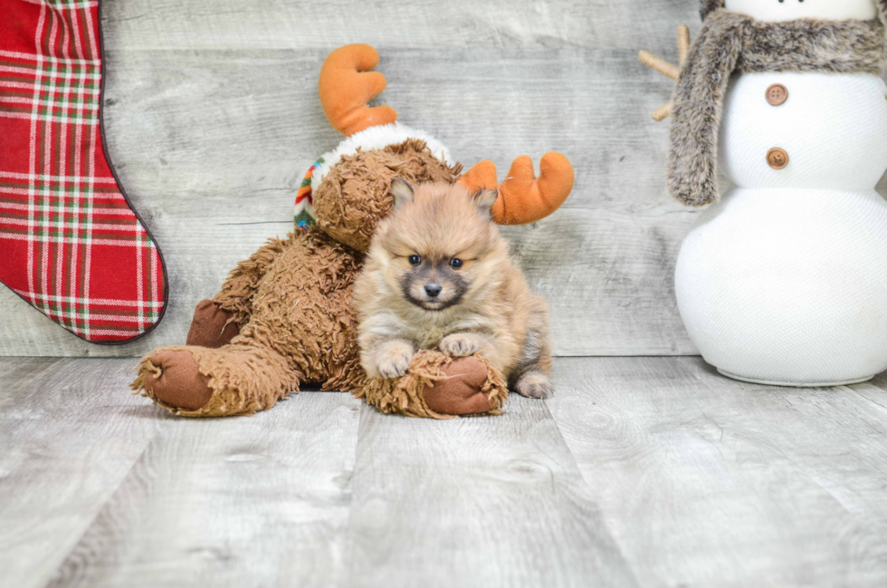 Adorable Pomeranian Purebred Puppy