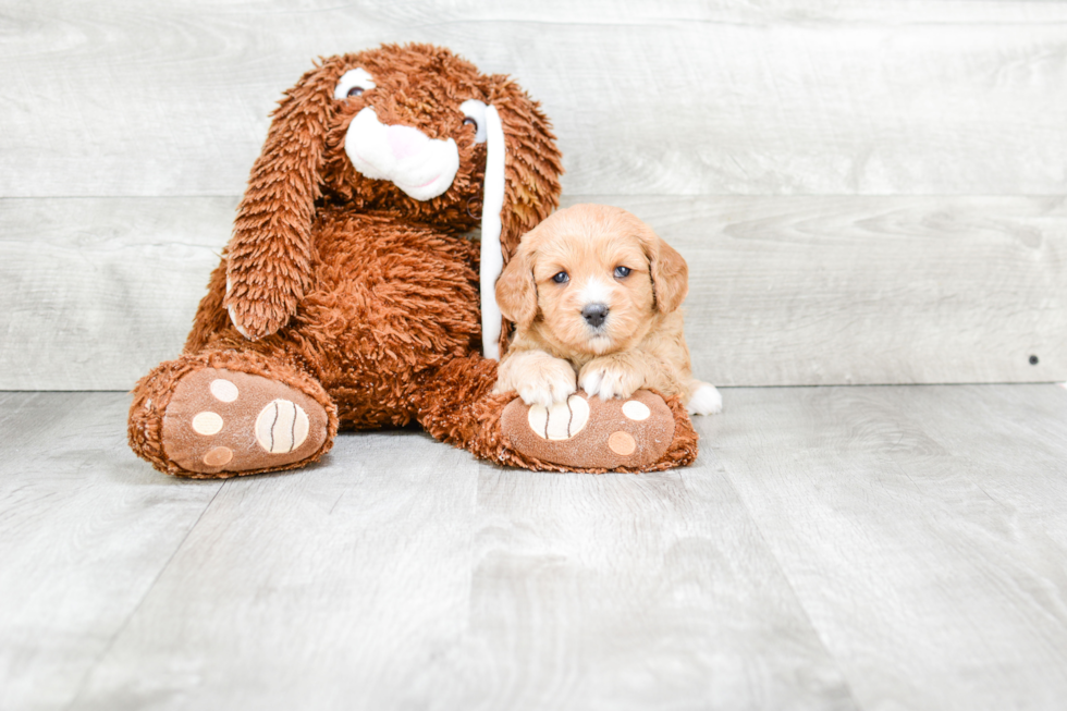 Cute Cavapoo Baby