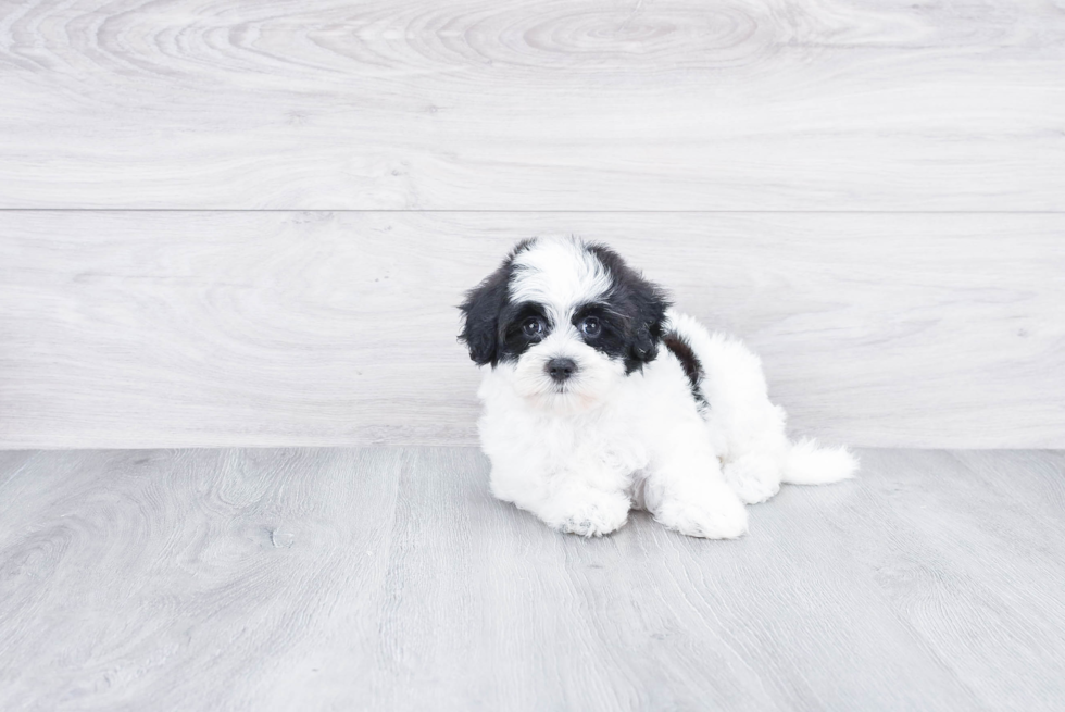 Havanese Pup Being Cute