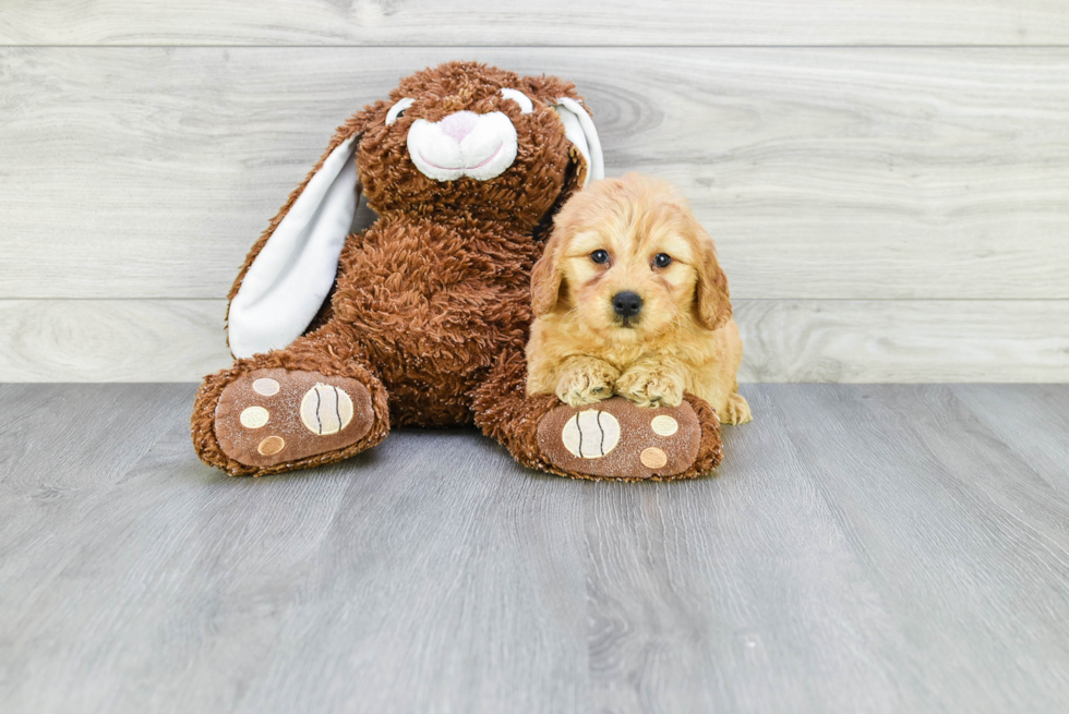 Mini Goldendoodle Puppy for Adoption