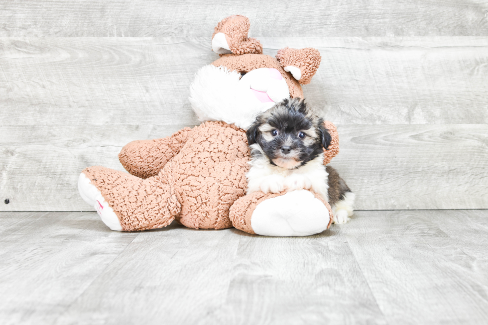 Akc Registered Havanese Purebred Pup