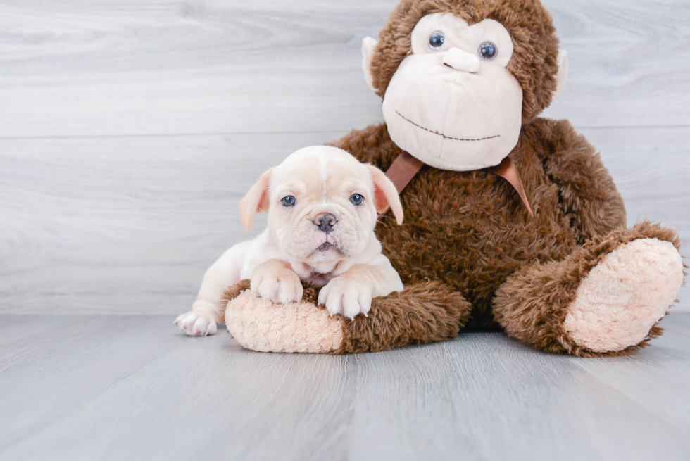 Playful French Bulldog Purebred Pup