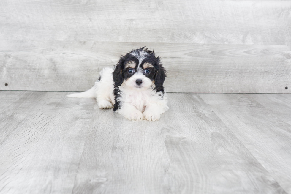 Cavachon Puppy for Adoption