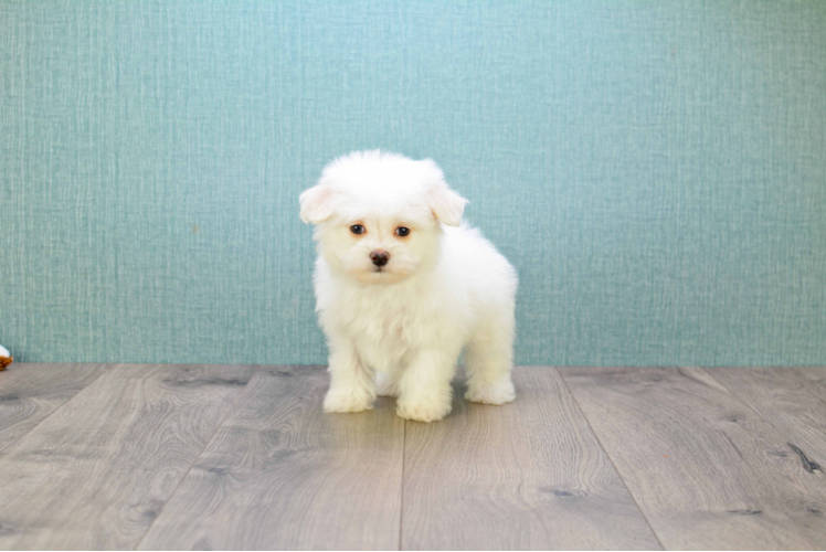 Playful Maltepoo Poodle Mix Puppy