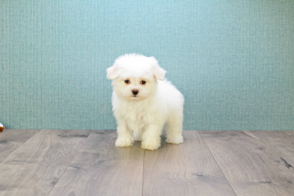 Playful Maltepoo Poodle Mix Puppy