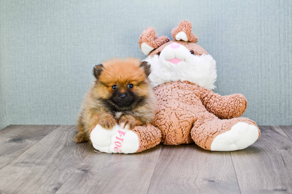 Pomeranian Pup Being Cute