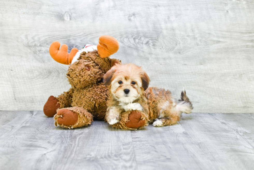 Funny Havanese Purebred Pup