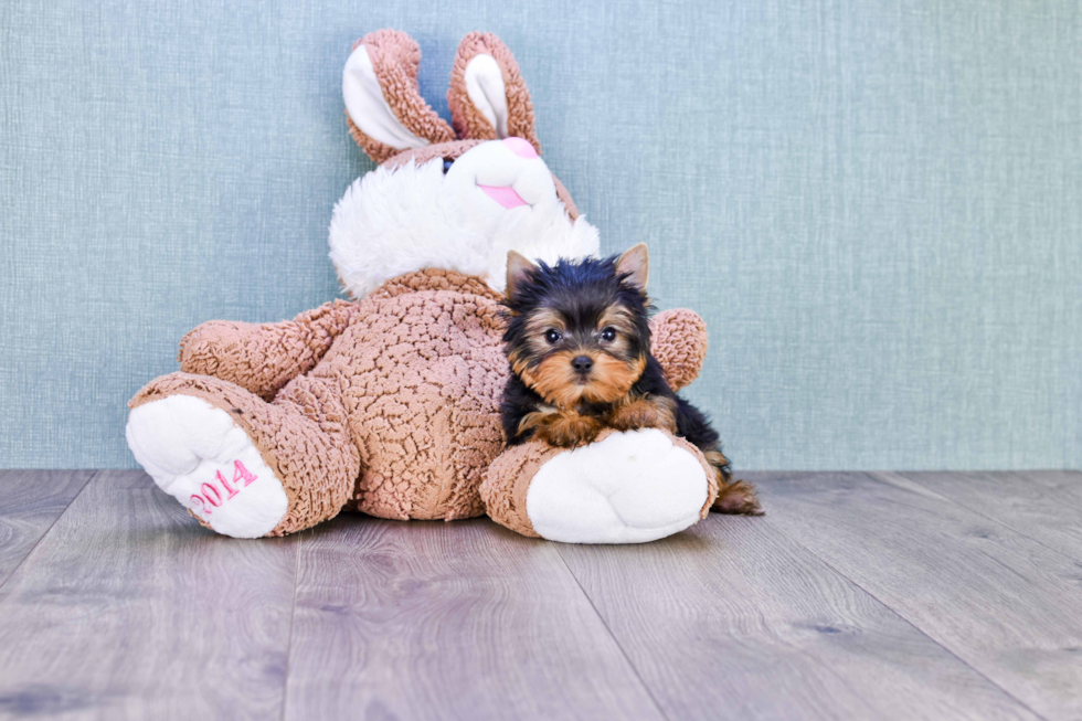 Meet Beckham - our Yorkshire Terrier Puppy Photo 