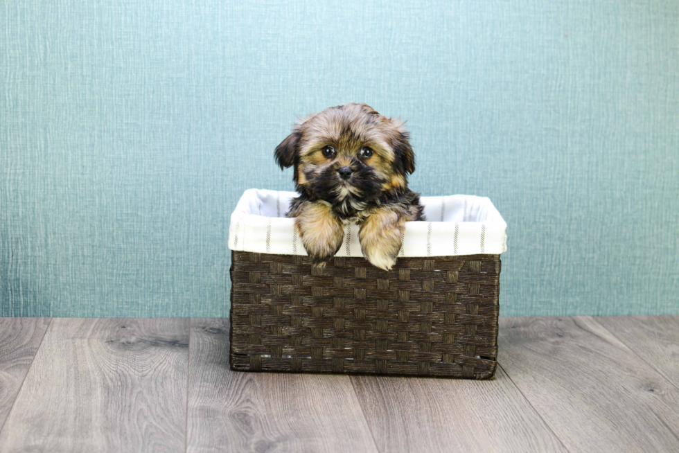 Playful Shorkie Designer Puppy