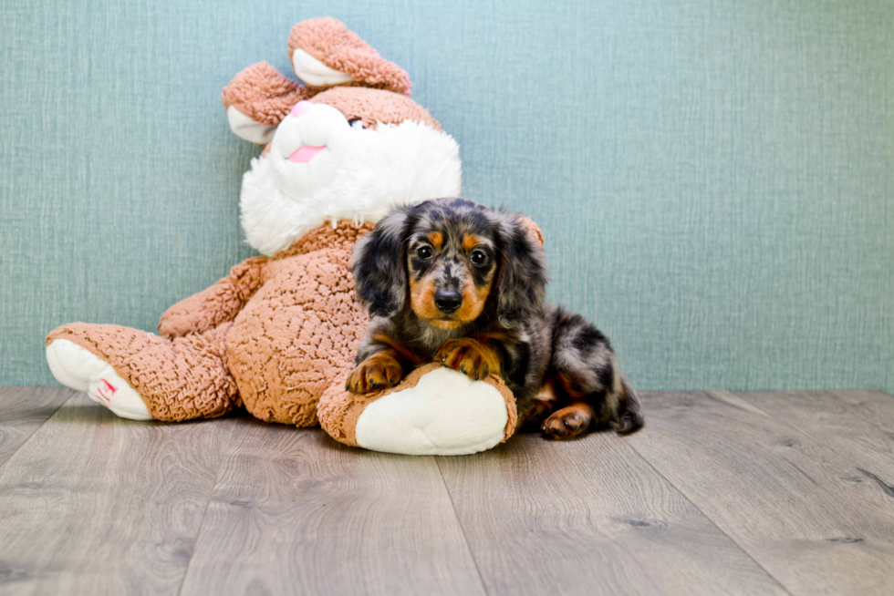 Cute Dachshund Baby