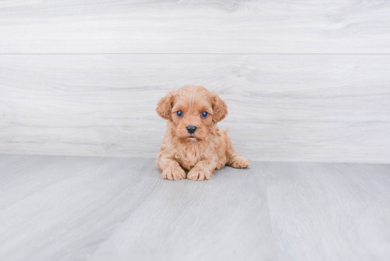 Adorable Cavoodle Poodle Mix Puppy