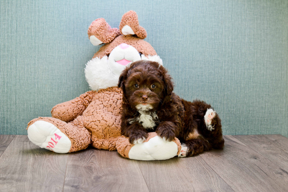 Teddy Bear Pup Being Cute