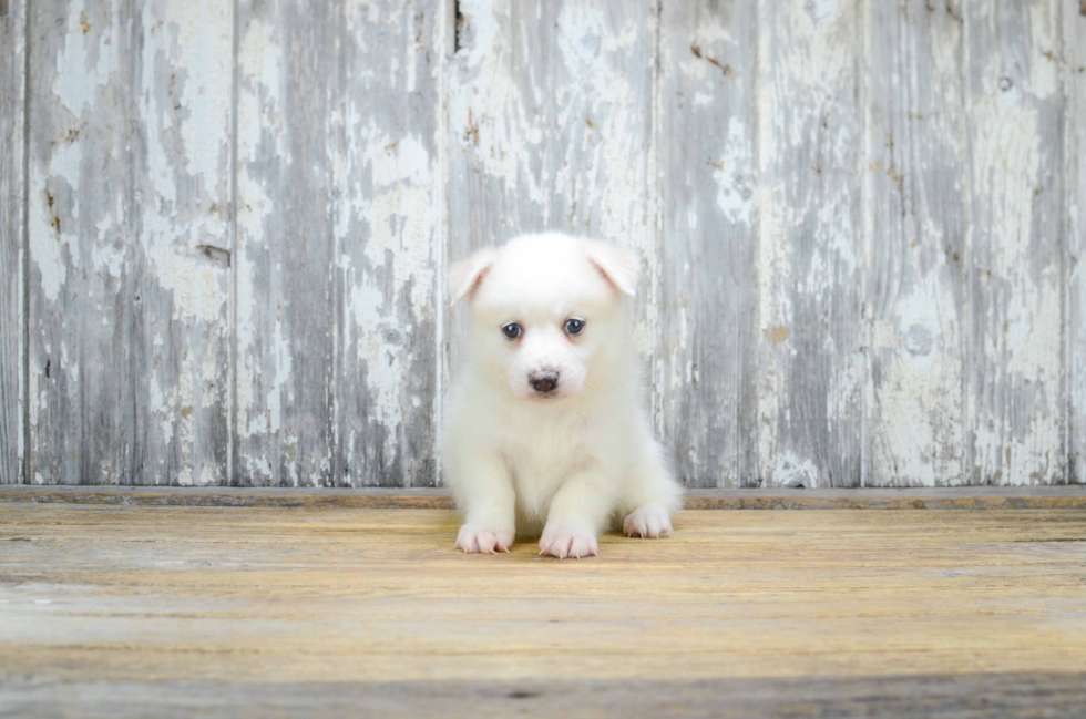 Sweet Pomsky Baby