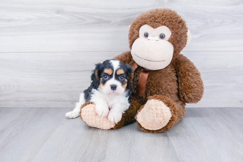 Small Cavalier King Charles Spaniel Purebred Pup