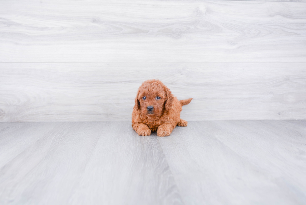 Mini Goldendoodle Puppy for Adoption