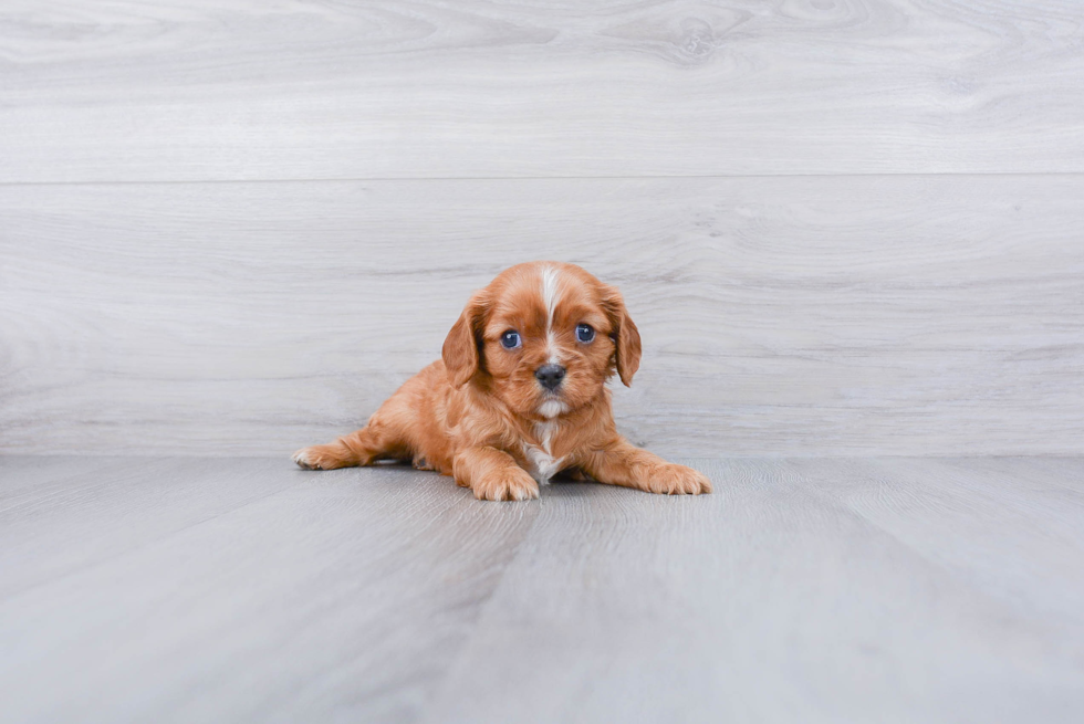 Popular Cavalier King Charles Spaniel Purebred Pup