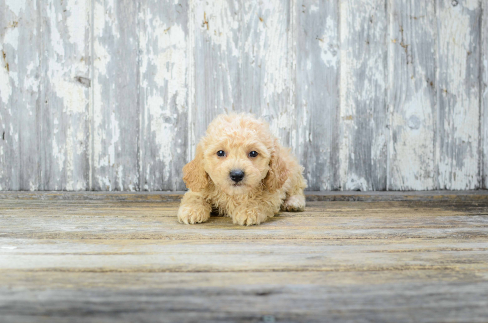 Cavapoo Puppy for Adoption