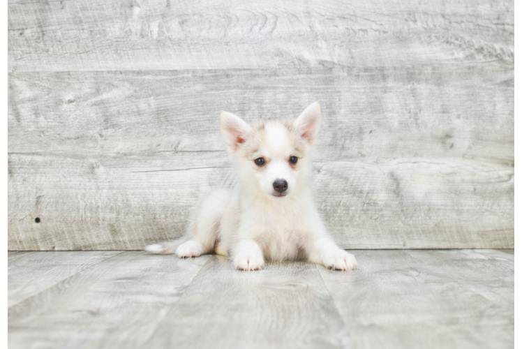 Little Mini Husky Designer Puppy