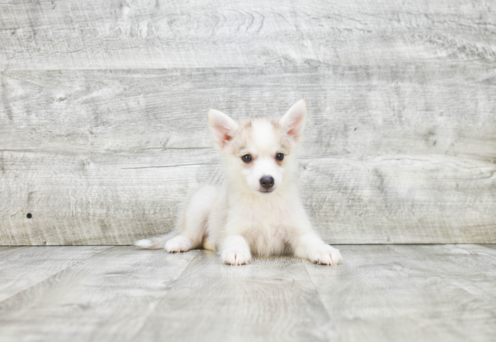 Little Mini Husky Designer Puppy