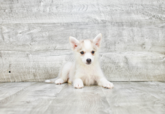 Little Mini Husky Designer Puppy