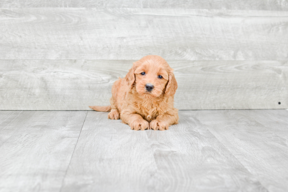 Mini Goldendoodle Pup Being Cute