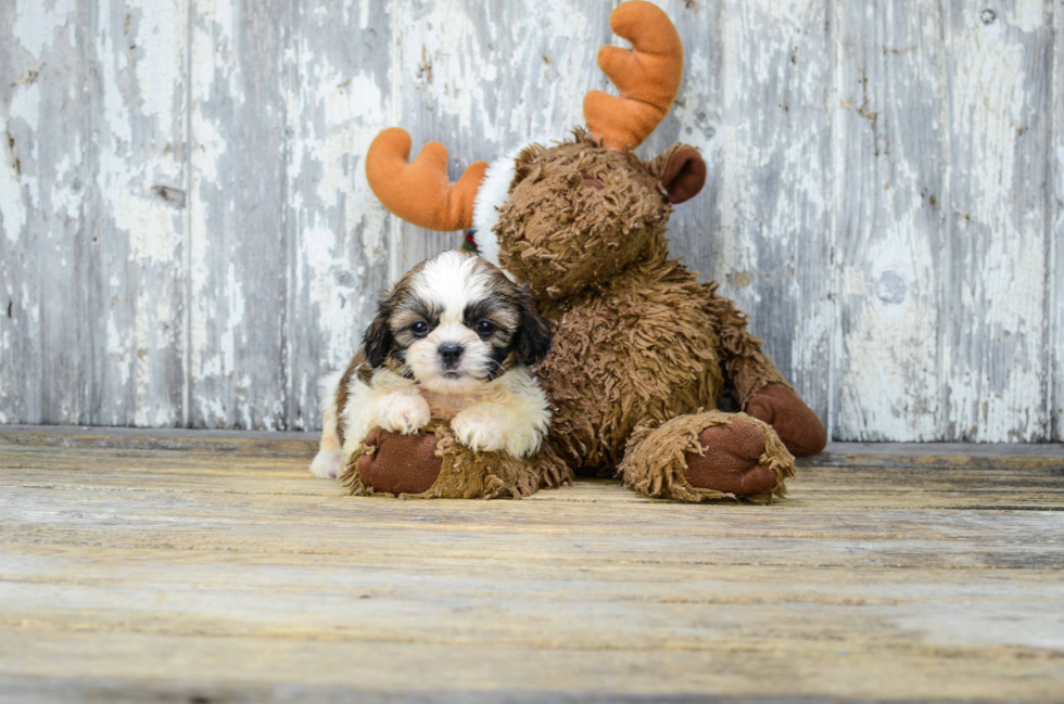 Teddy Bear Pup Being Cute