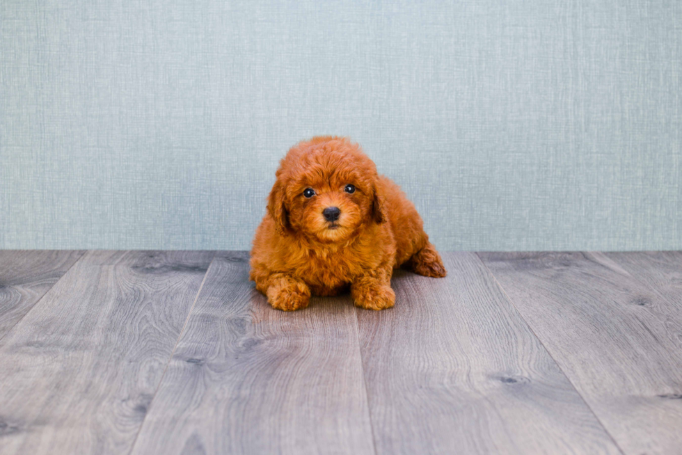 Mini Goldendoodle Pup Being Cute