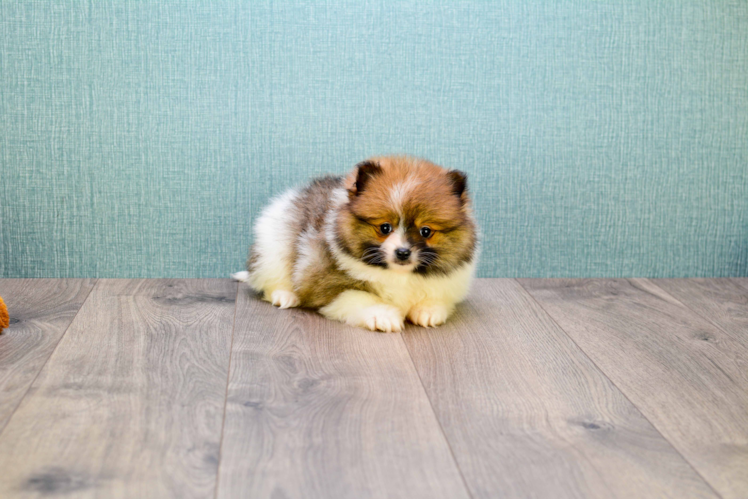 Energetic Pomeranian Purebred Puppy