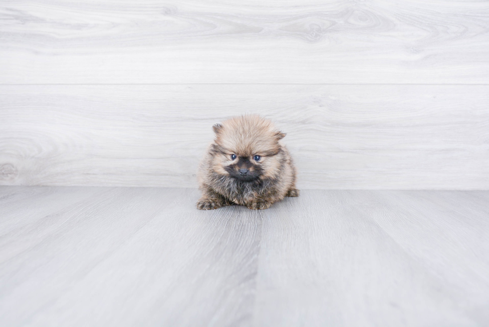 Pomeranian Pup Being Cute