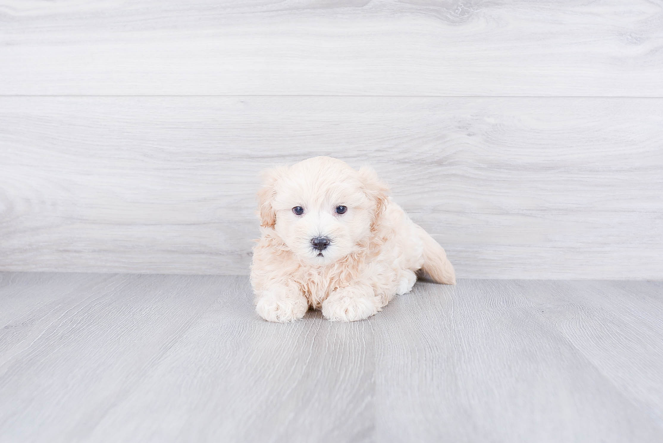 Maltipoo Puppy for Adoption