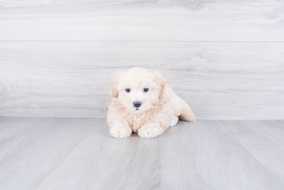 Maltipoo Puppy for Adoption