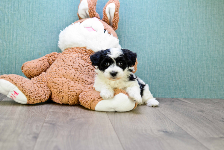 Happy Havanese Purebred Puppy