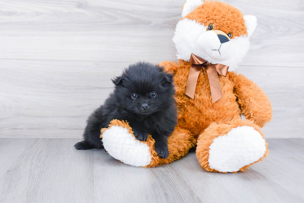 Best Pomeranian Baby