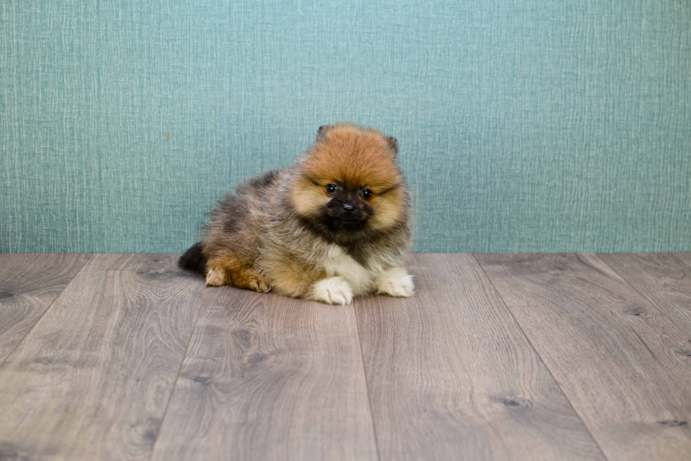 Funny Pomeranian Purebred Pup