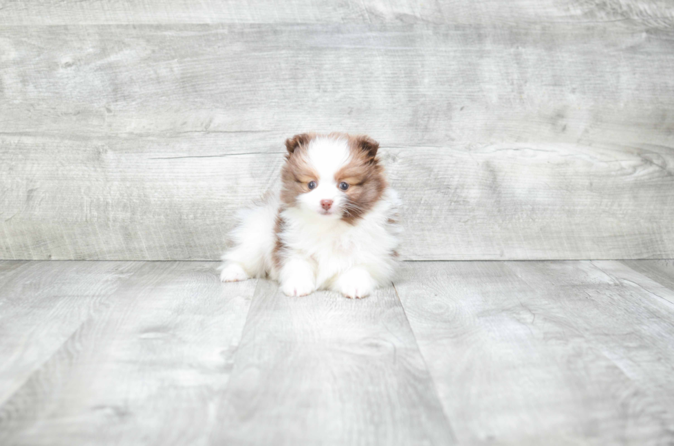 Little Pomeranian Baby