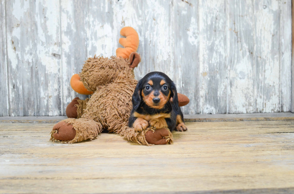 Cute Dachshund Baby