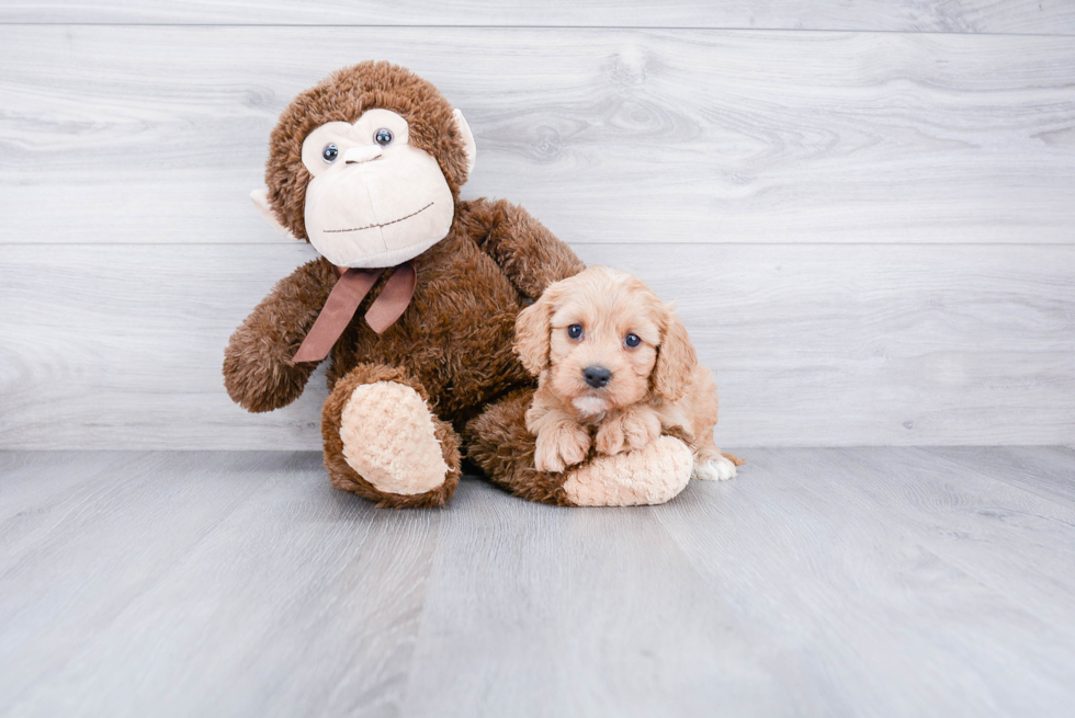 Best Cavapoo Baby