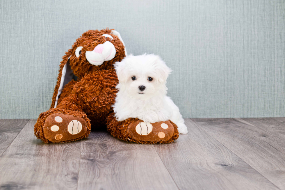 Little Maltese Purebred Pup