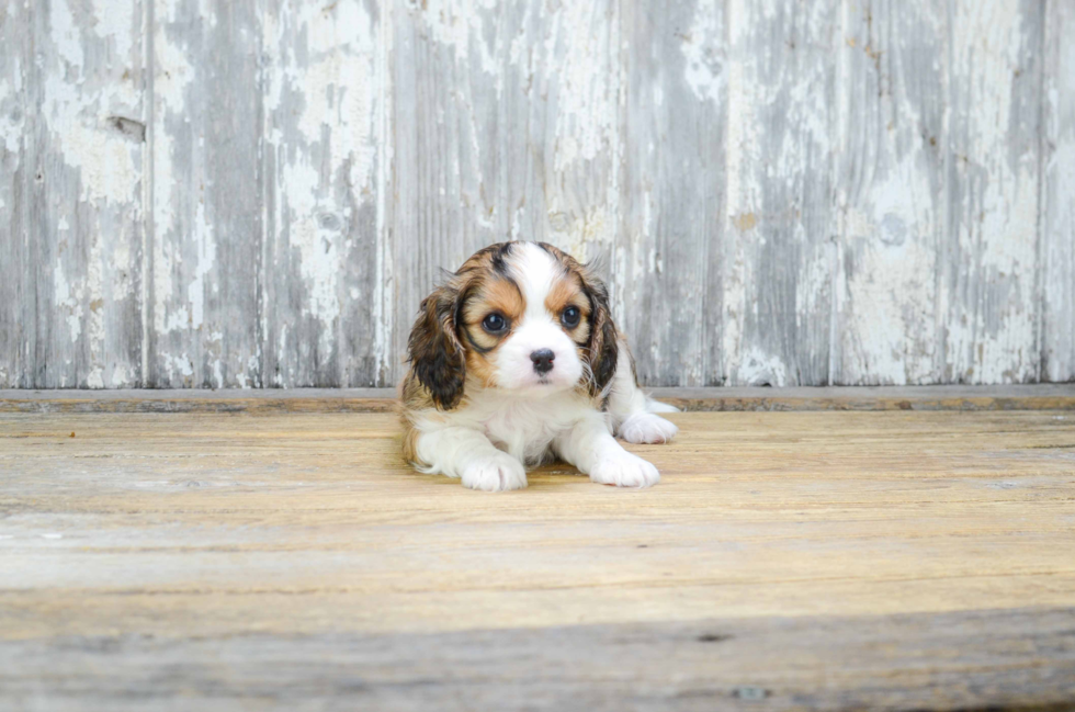 Cavachon Pup Being Cute