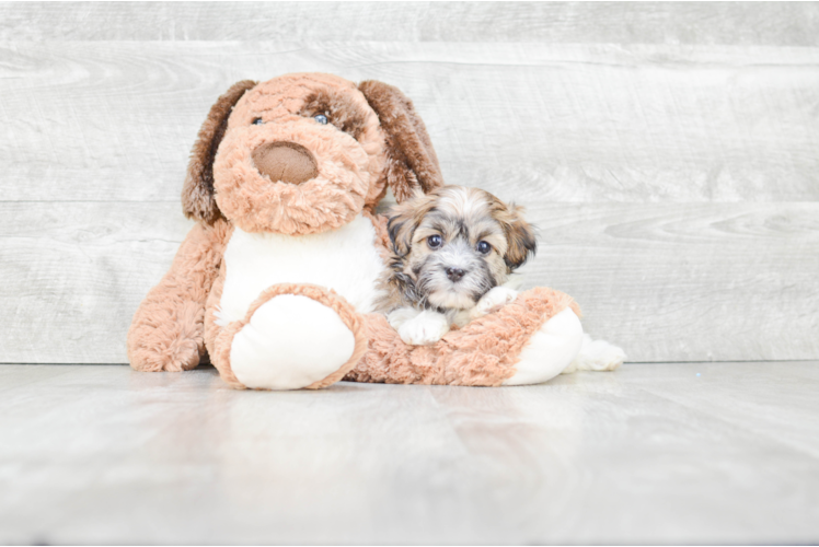 Adorable Havanese Purebred Puppy