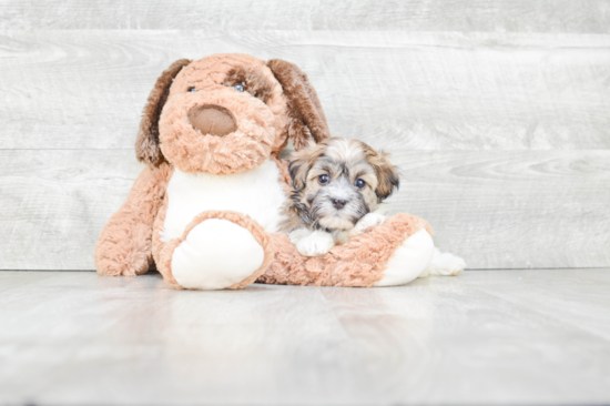 Adorable Havanese Purebred Puppy