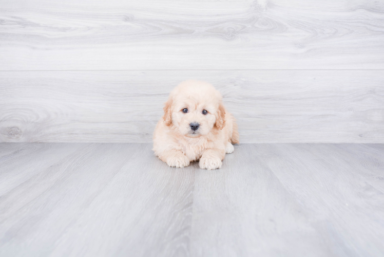 Happy Mini Goldendoodle Baby