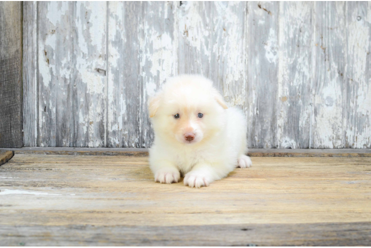 Best Pomsky Baby