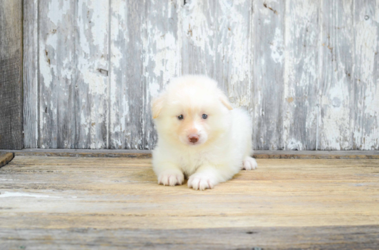 Best Pomsky Baby