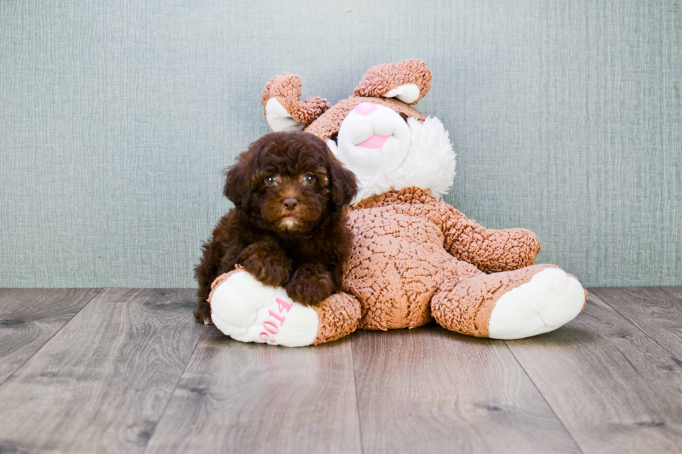 Best Cavapoo Baby