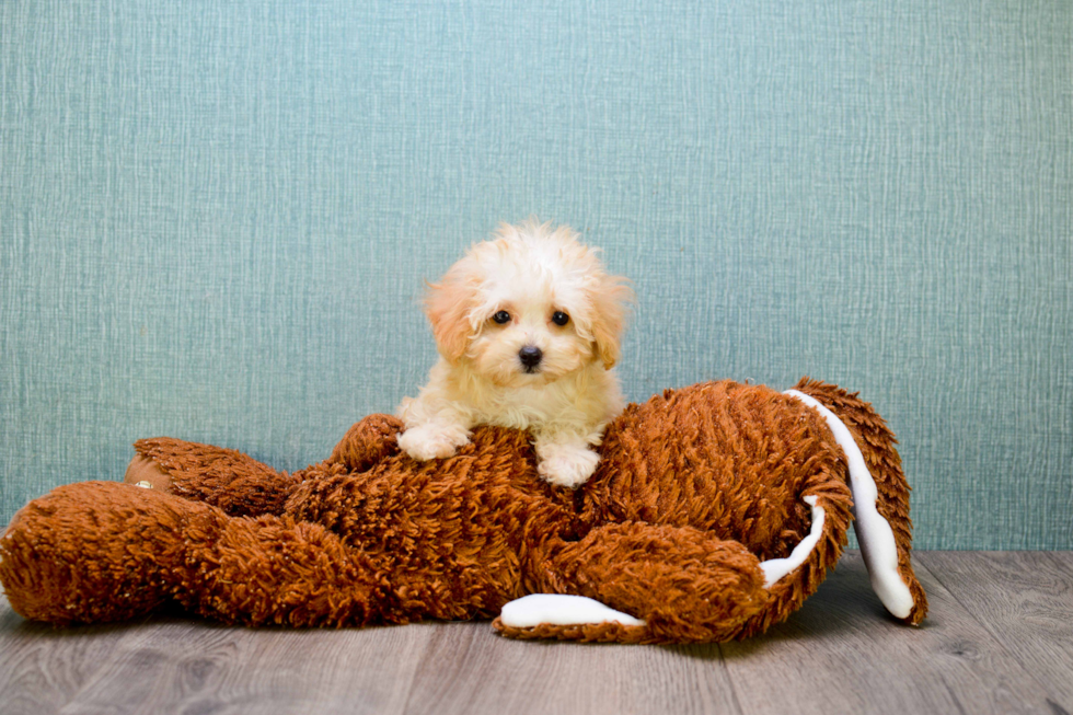 Cute Maltipoo Baby