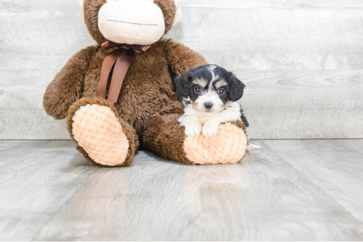 Happy Cavachon Baby