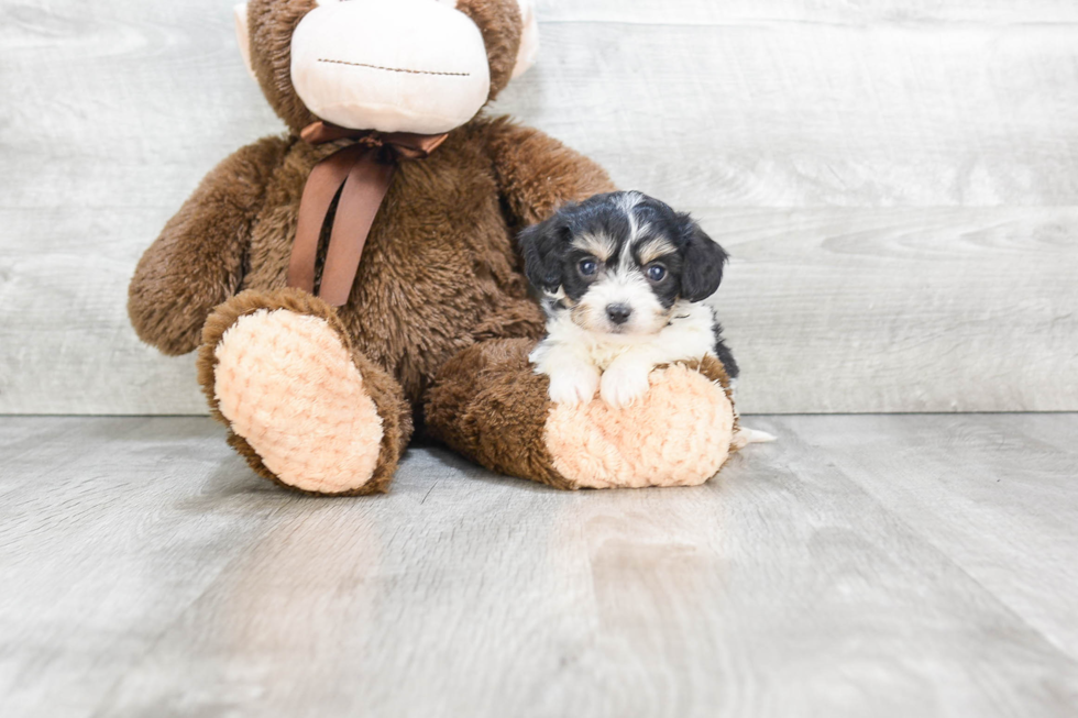 Happy Cavachon Baby