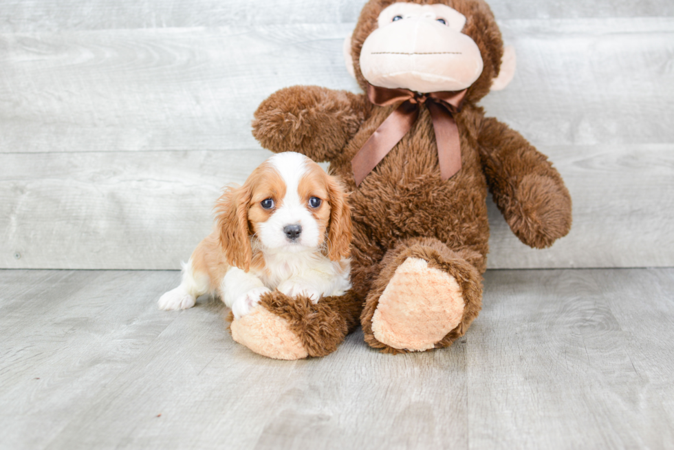 Best Cavalier King Charles Spaniel Baby