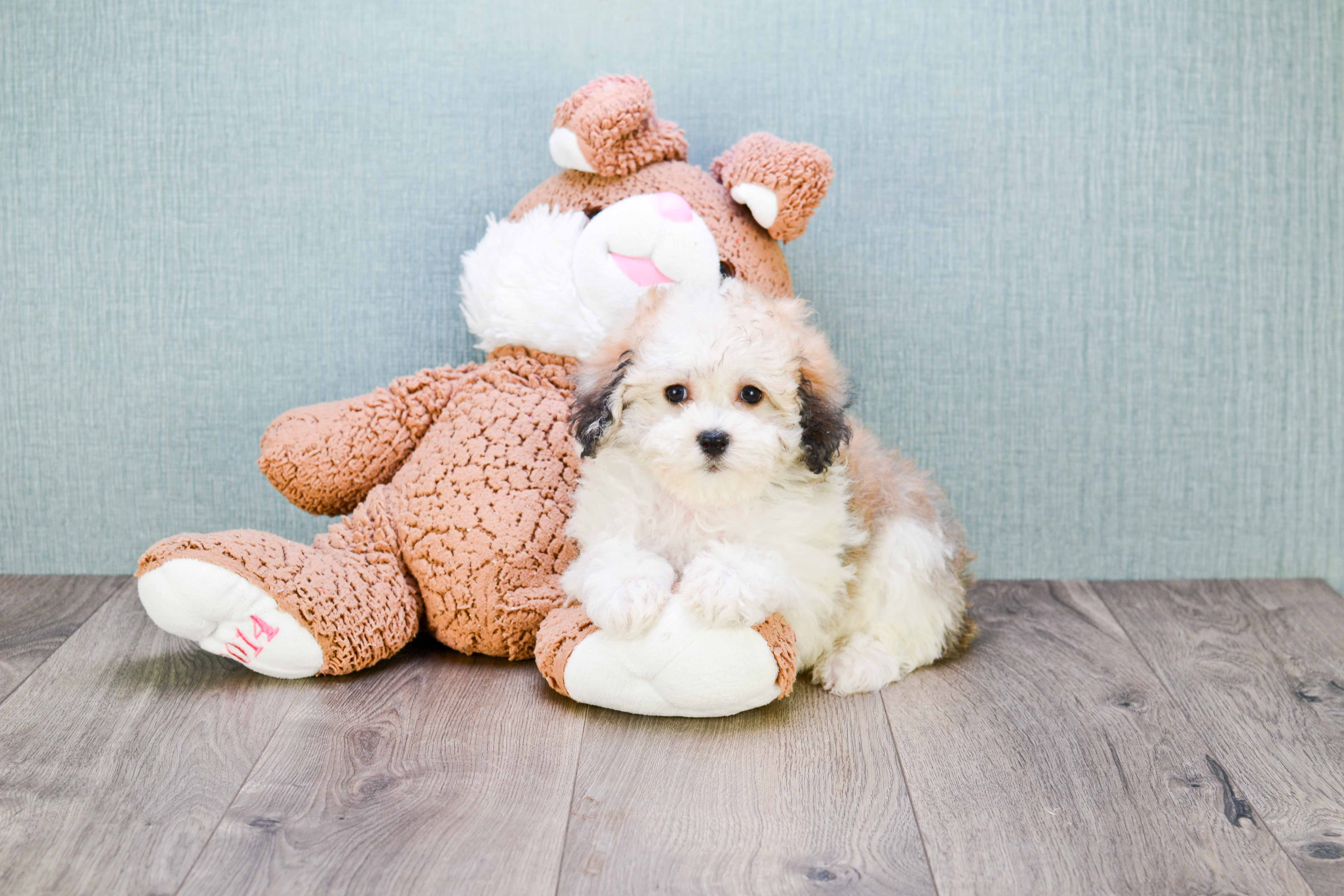 Small Havanese Baby
